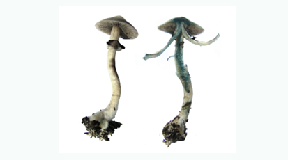 利来w66 //www.mushroommarket.net/file/upload/202004/28/14-05-03-45-283825.png